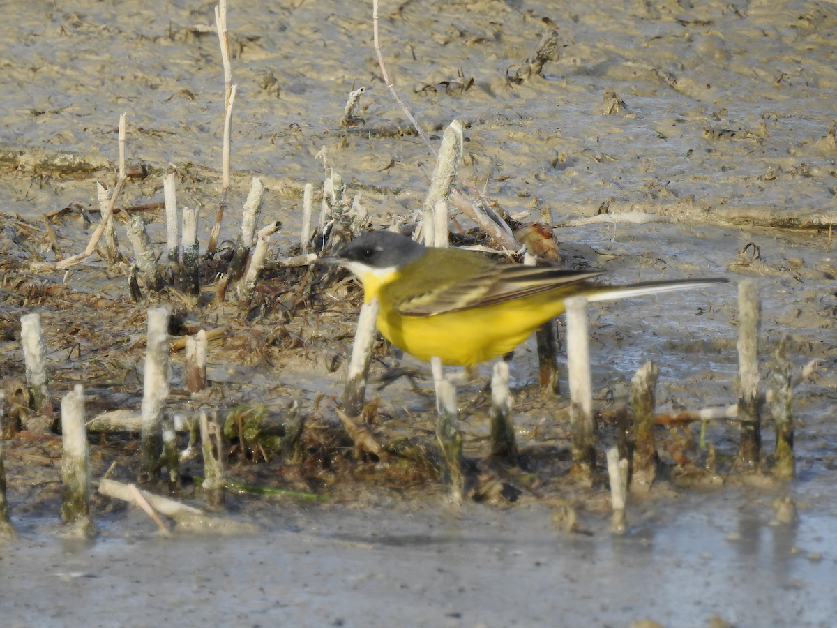 Western Yellow Wagtail (cinereocapilla) - ML638641550