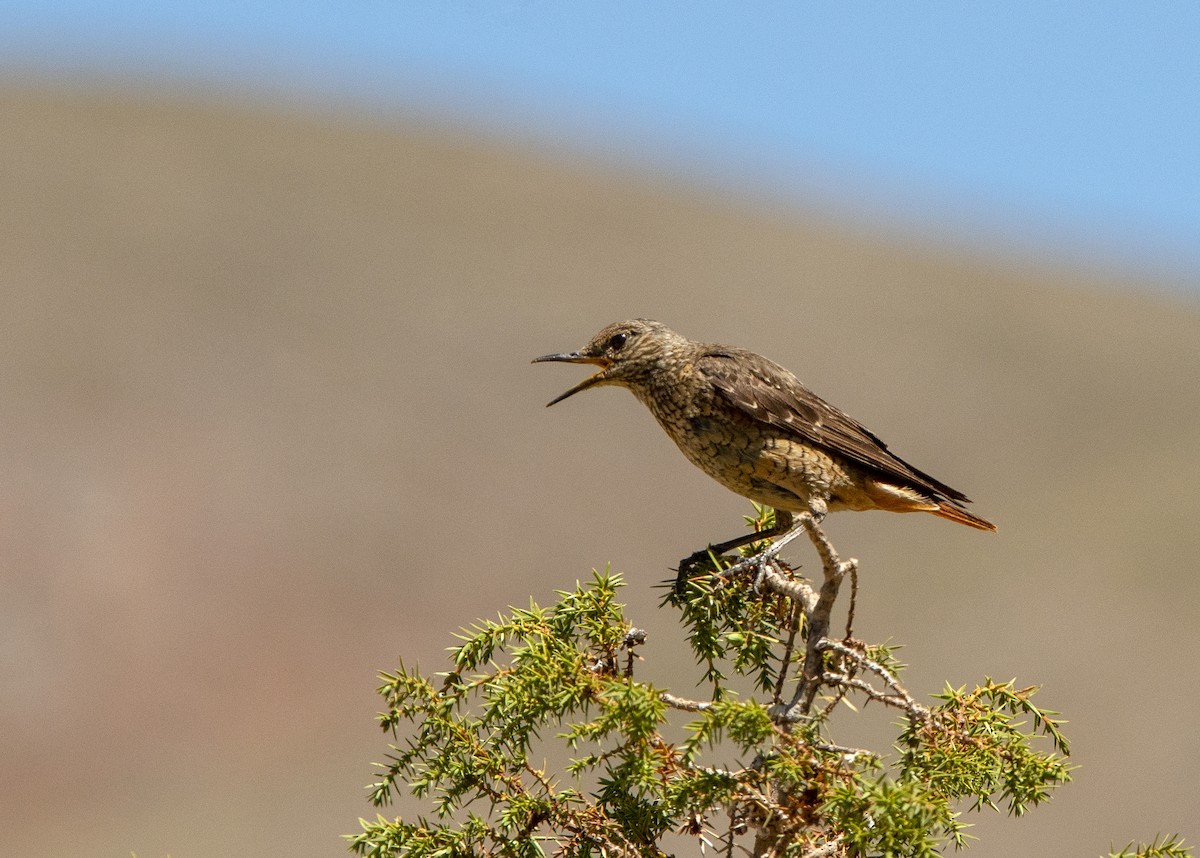 Rufous-tailed Rock-Thrush - ML638641566