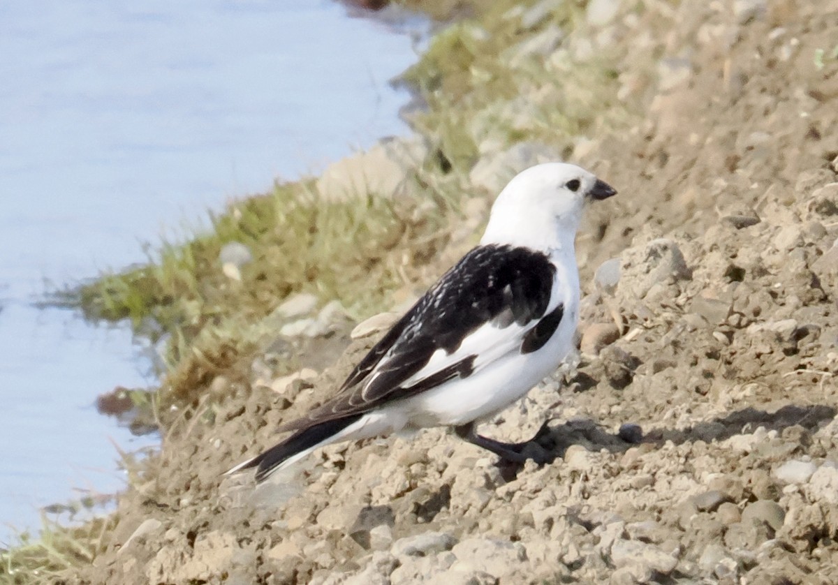 Snow Bunting - ML638641616