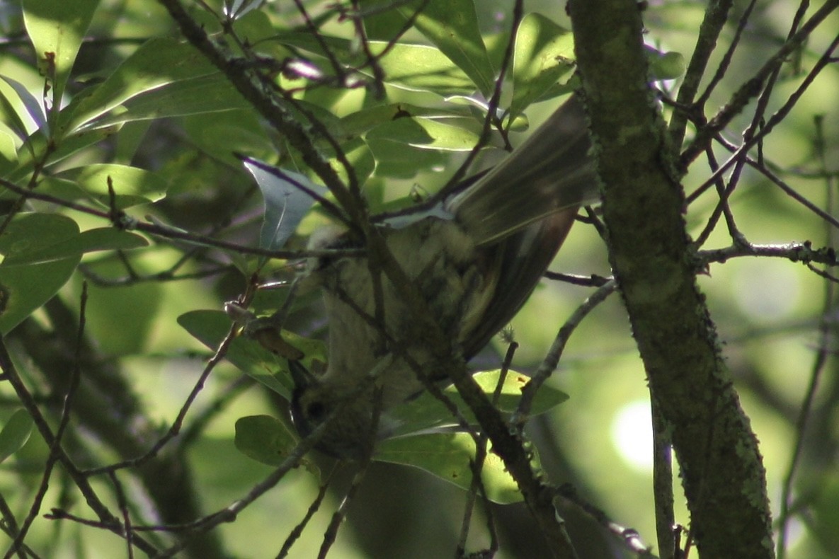 Tufted Titmouse - ML638641651