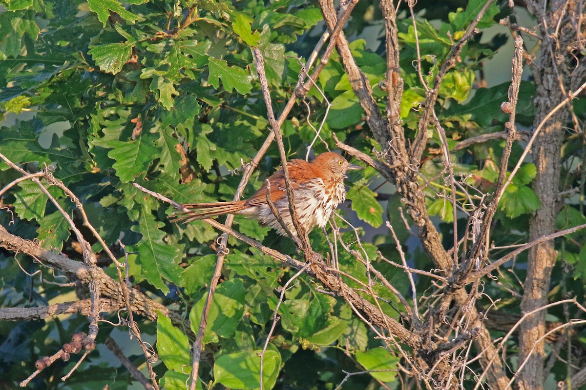 brunspottefugl - ML638641662