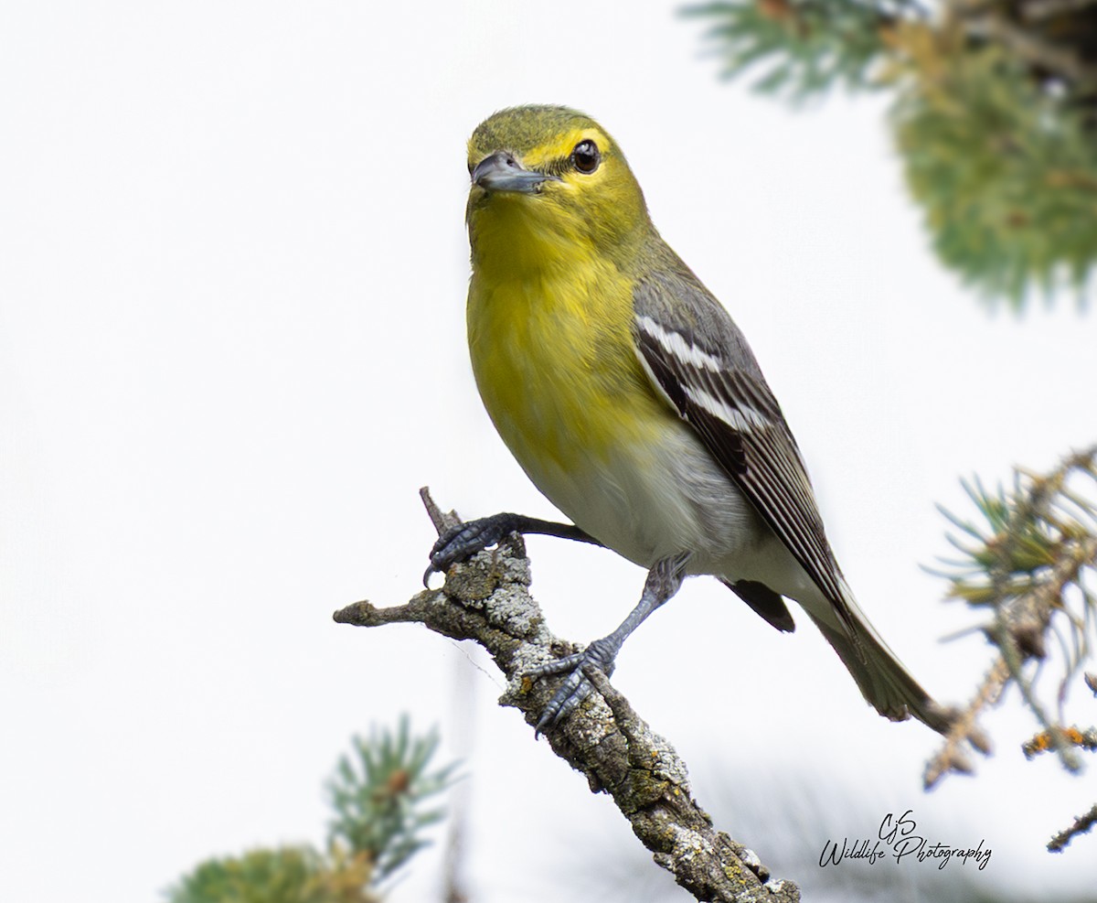 Sarı Gerdanlı Vireo - ML638641686