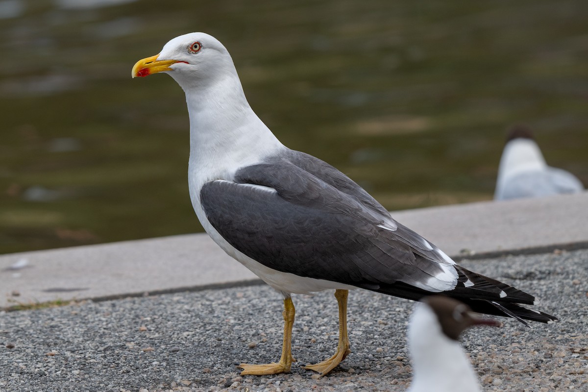 Lesser Black-backed Gull - ML638641697