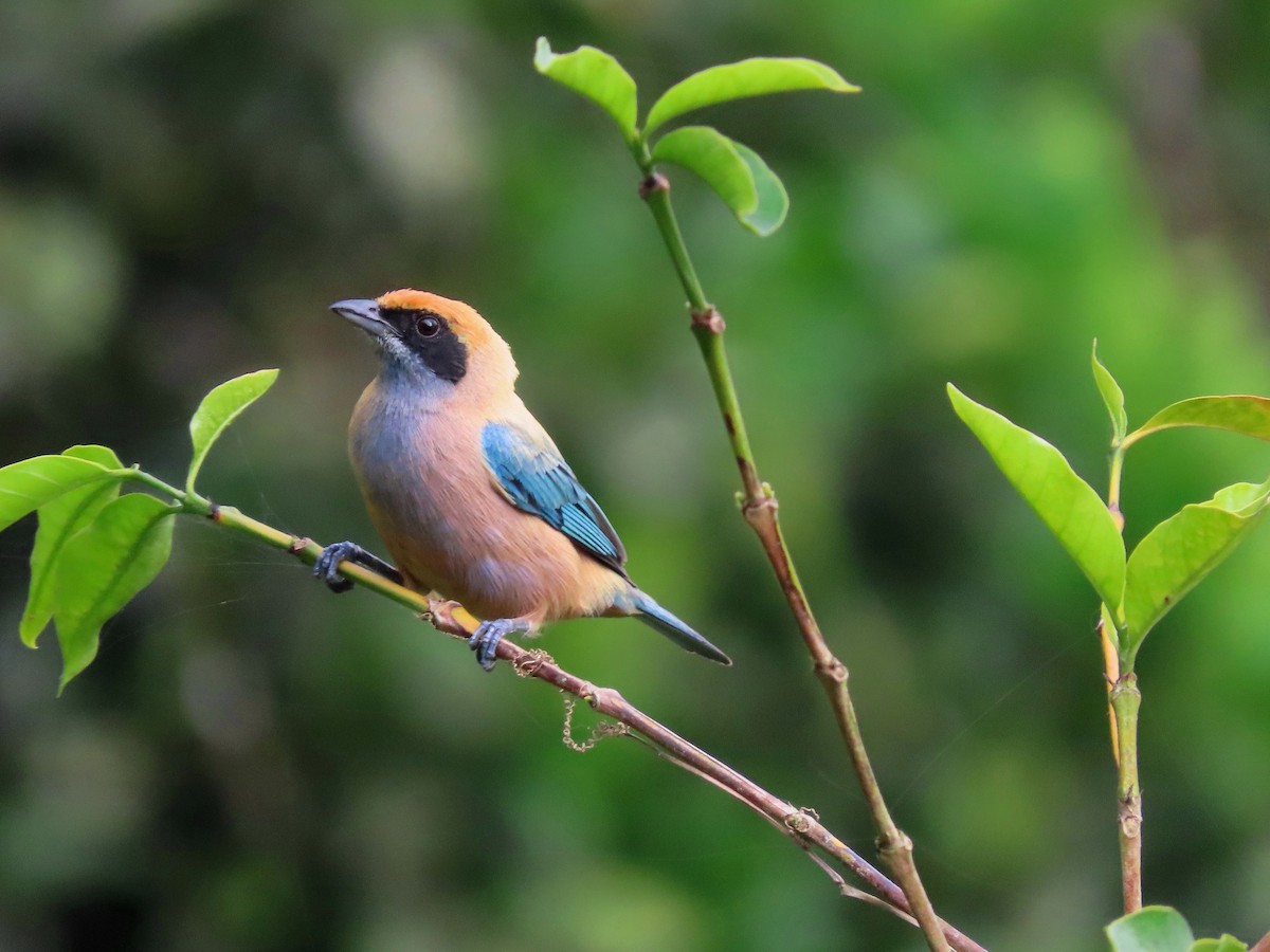 Burnished-buff Tanager - ML638641724