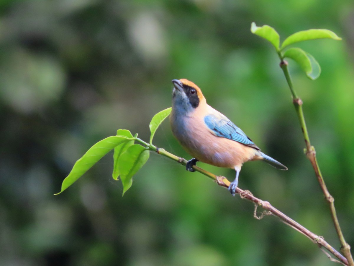 Burnished-buff Tanager - ML638641732