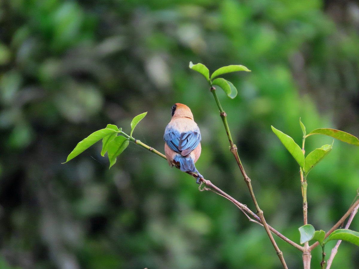 Burnished-buff Tanager - ML638641735