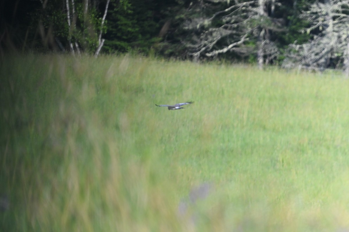 Northern Harrier - ML638641755