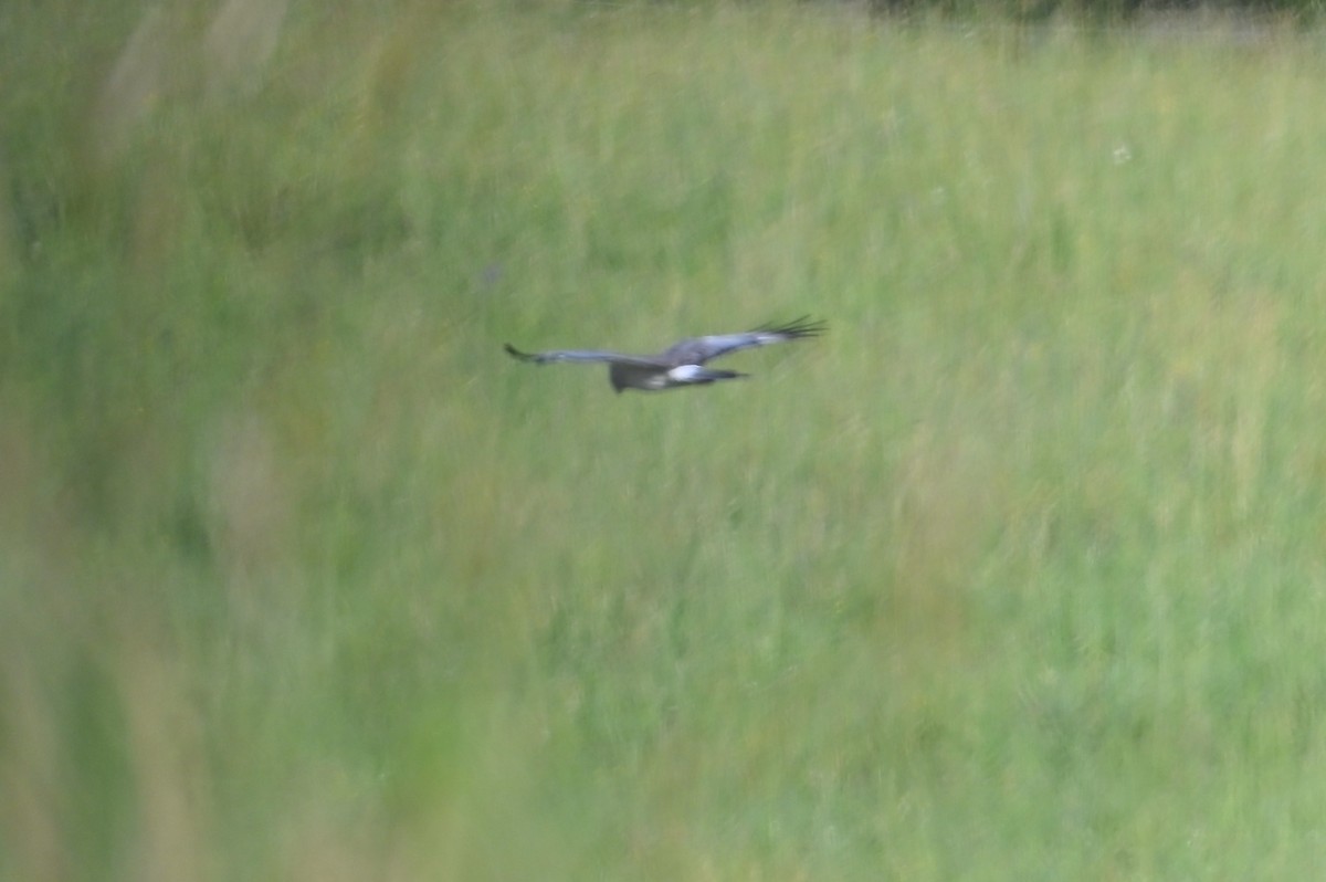 Northern Harrier - ML638641758