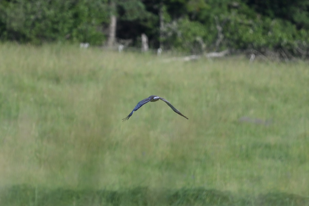 Northern Harrier - ML638641761