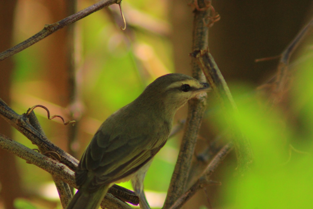 Yucatan Vireo - ML638641860