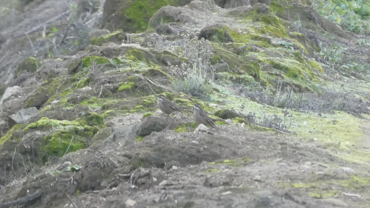 Buff-winged Cinclodes - ML638641914