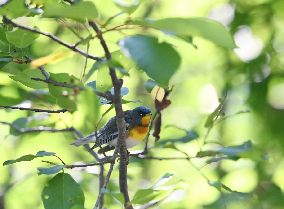 Northern Parula - ML638641916