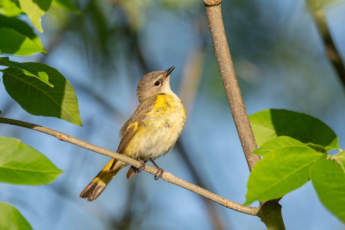 American Redstart - ML638641917