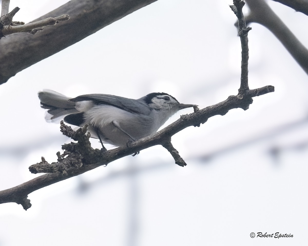 White-browed Gnatcatcher - ML638641939