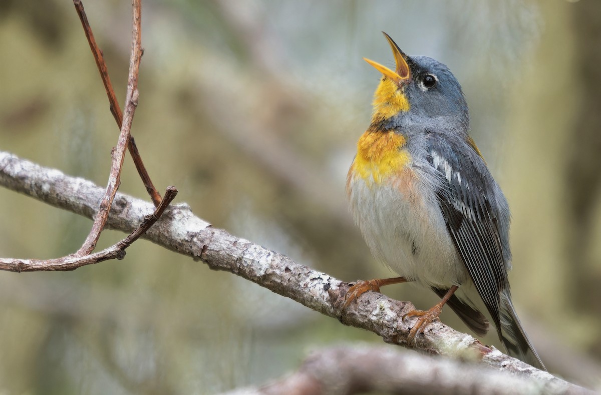 ML638641991 Northern Parula - 1200