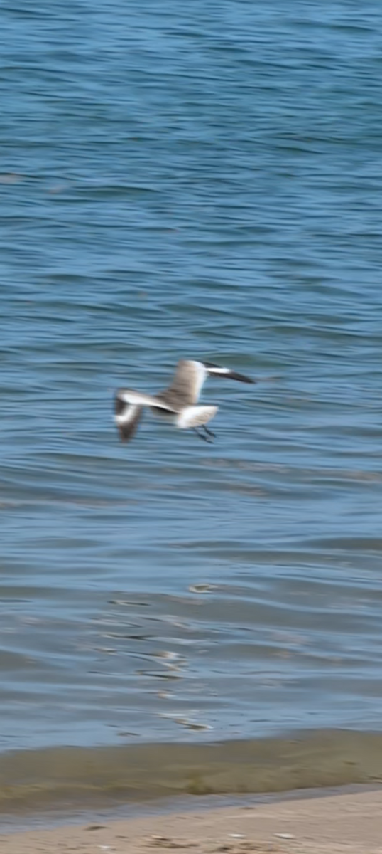 Willet - ML638641994