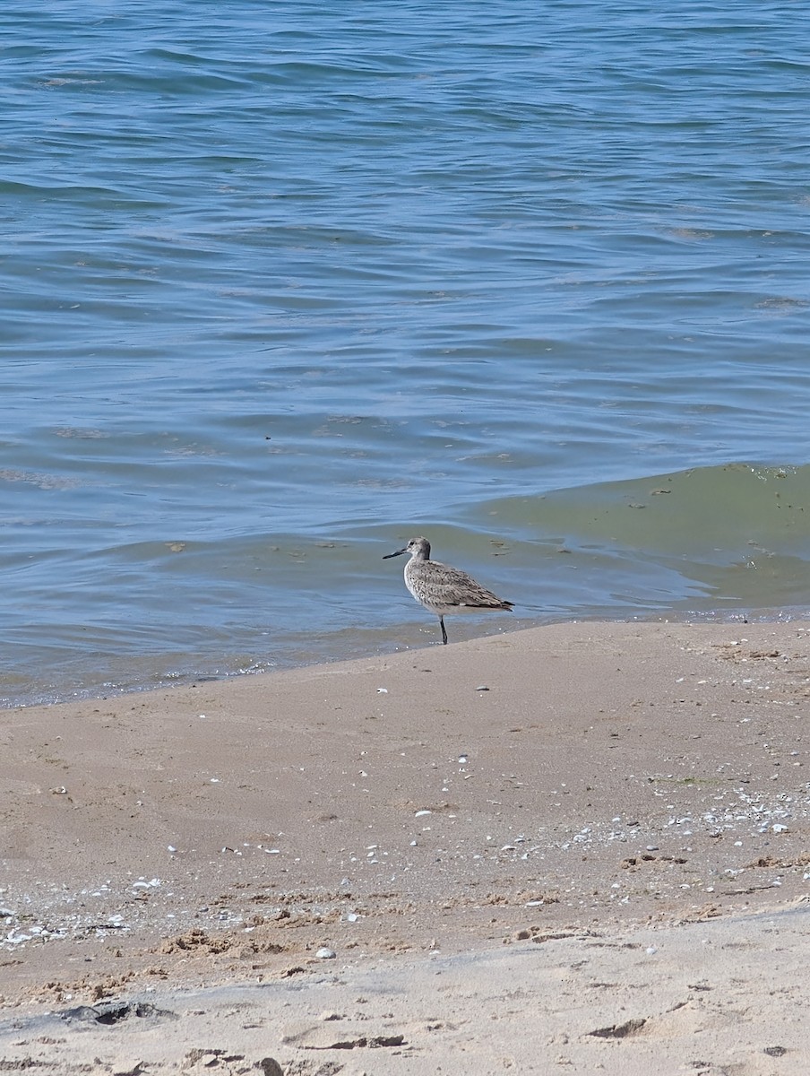 Willet - ML638642016