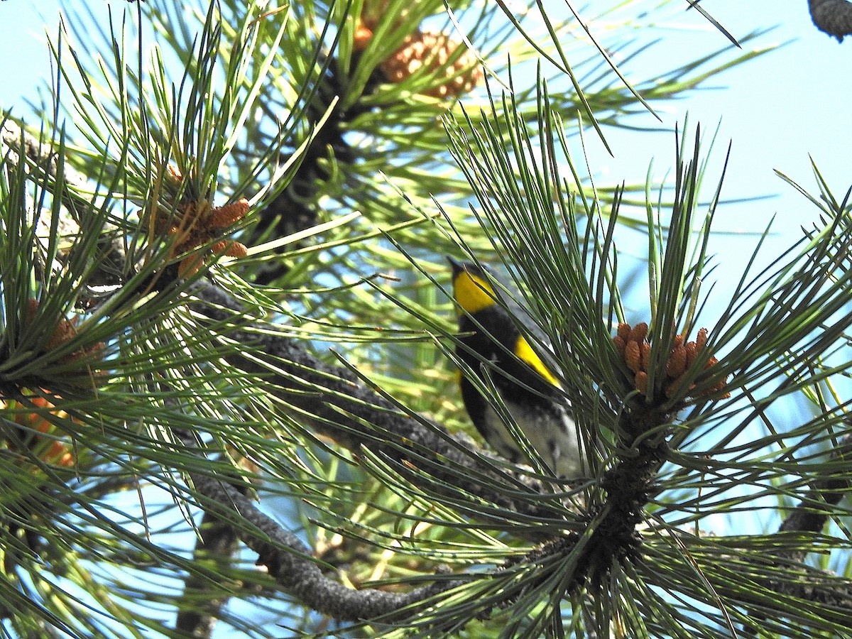 Yellow-rumped Warbler (Audubon's) - ML638642019