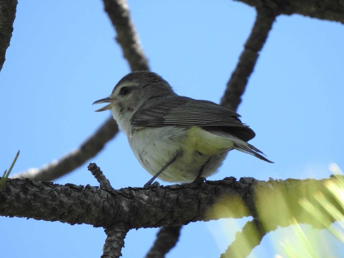 Warbling Vireo (Western) - ML638642025