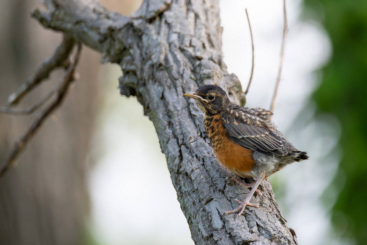 American Robin - ML638642109