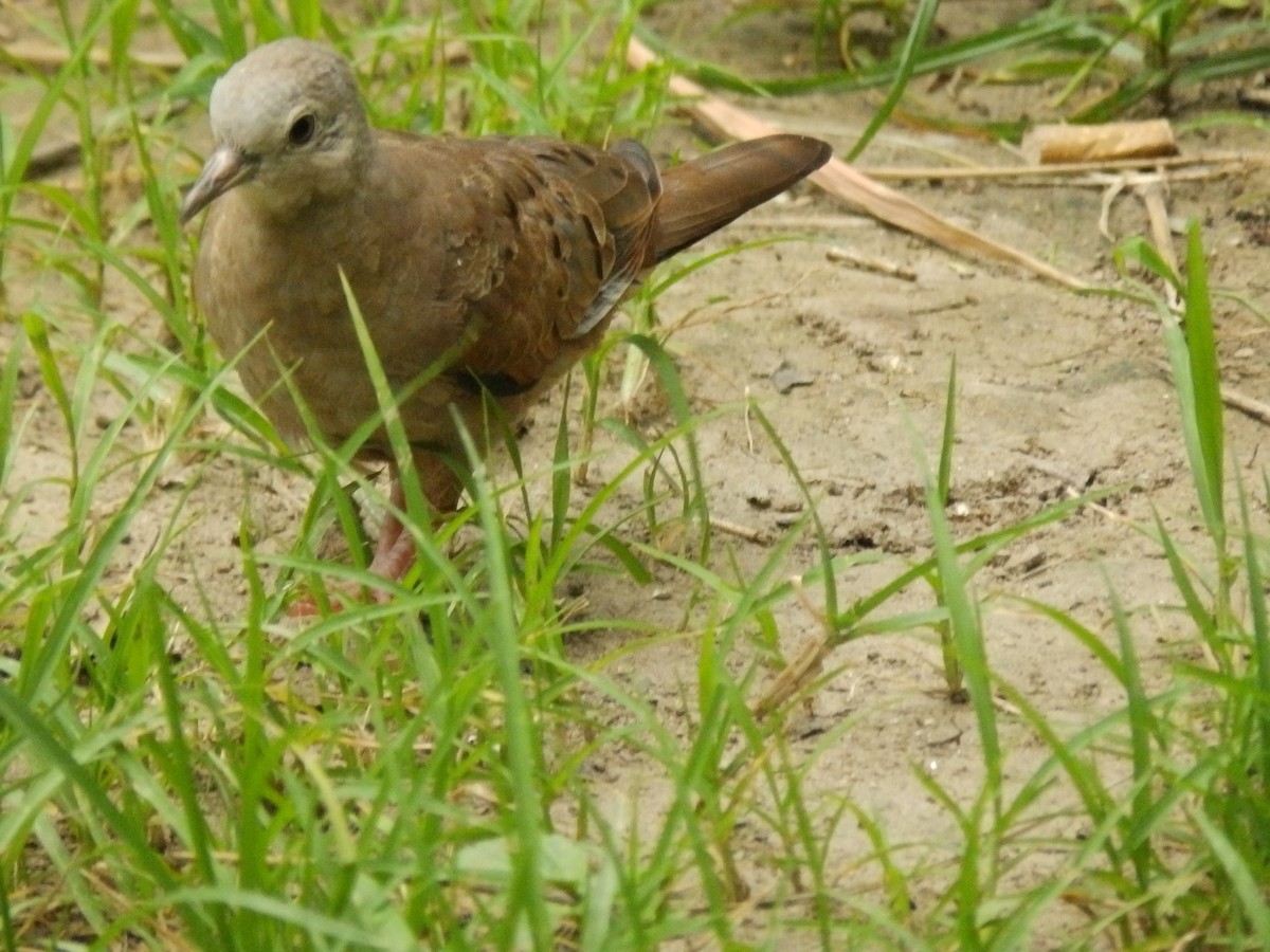 Ruddy Ground Dove - ML638642136
