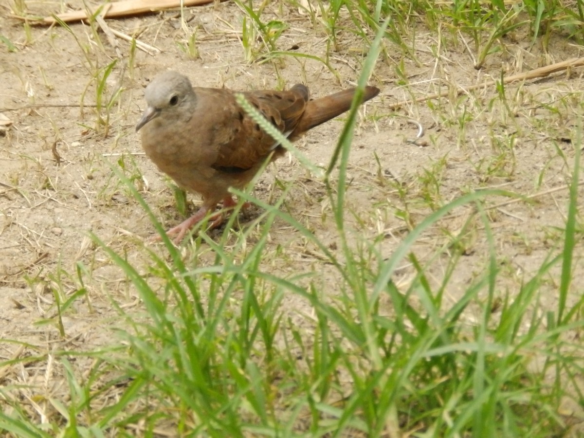 Ruddy Ground Dove - ML638642139