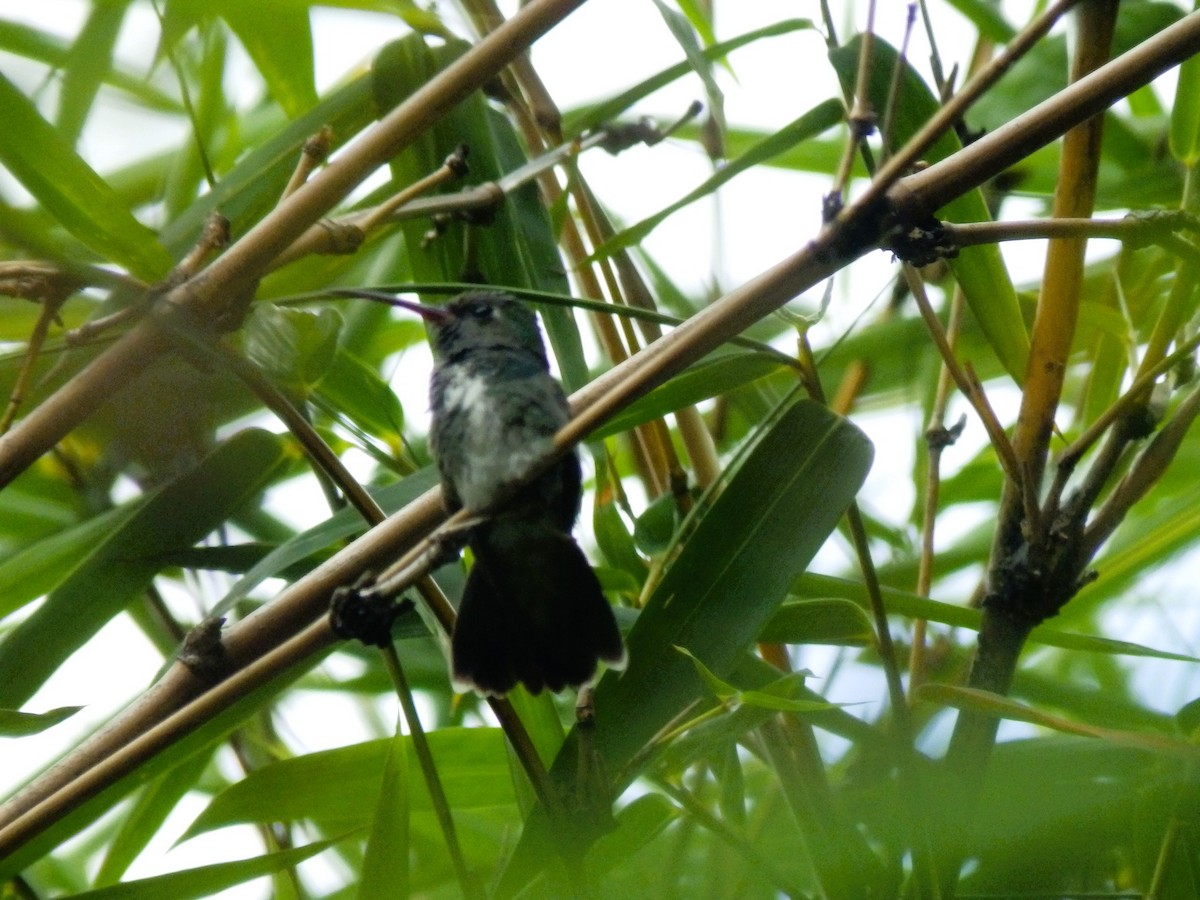 Glittering-throated Emerald - ML638642149
