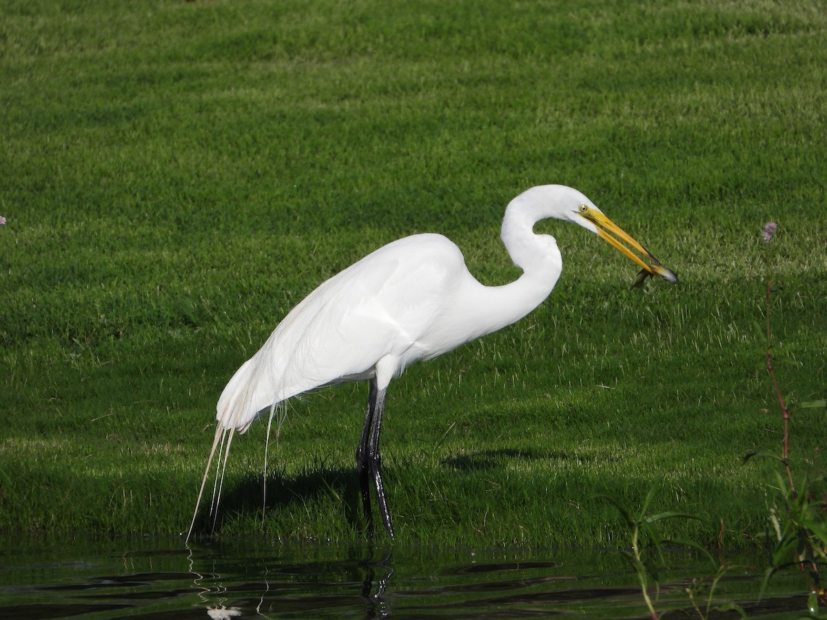 Цасч дэглий - ML638642162