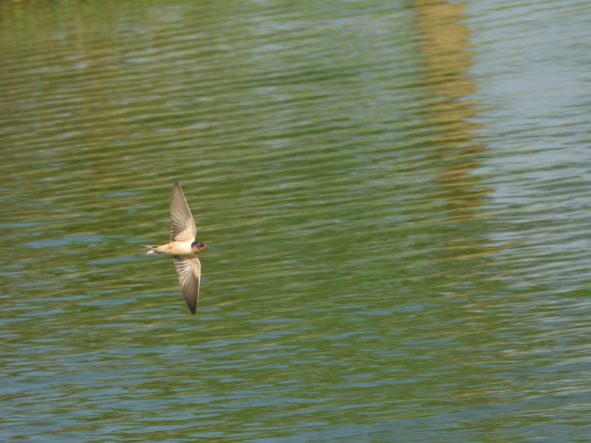 Асрын хараацай - ML638642185