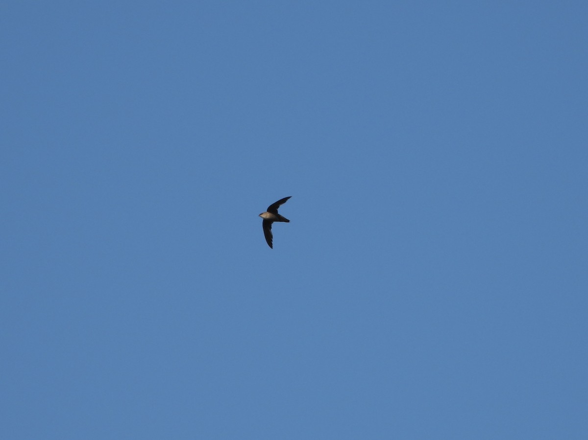 Chimney Swift - ML638642202