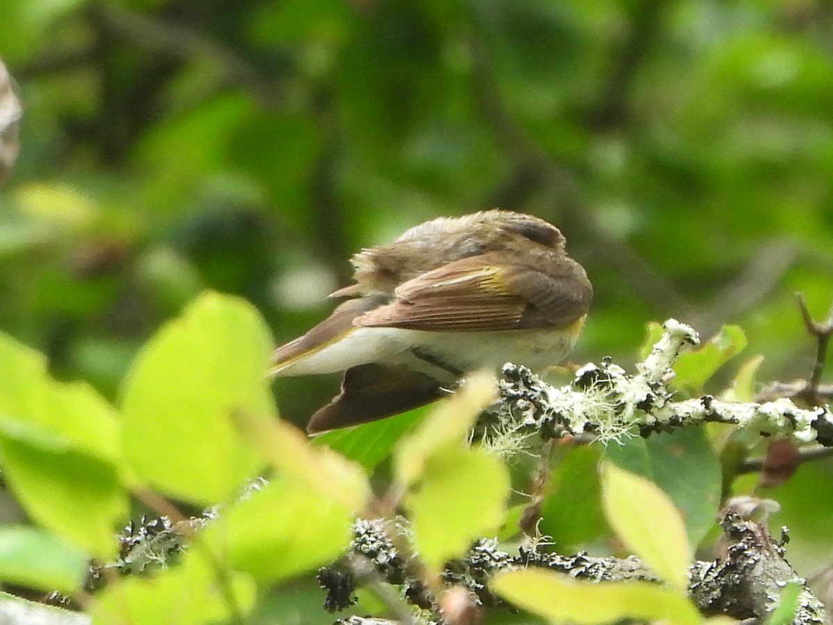 American Redstart - ML638642206