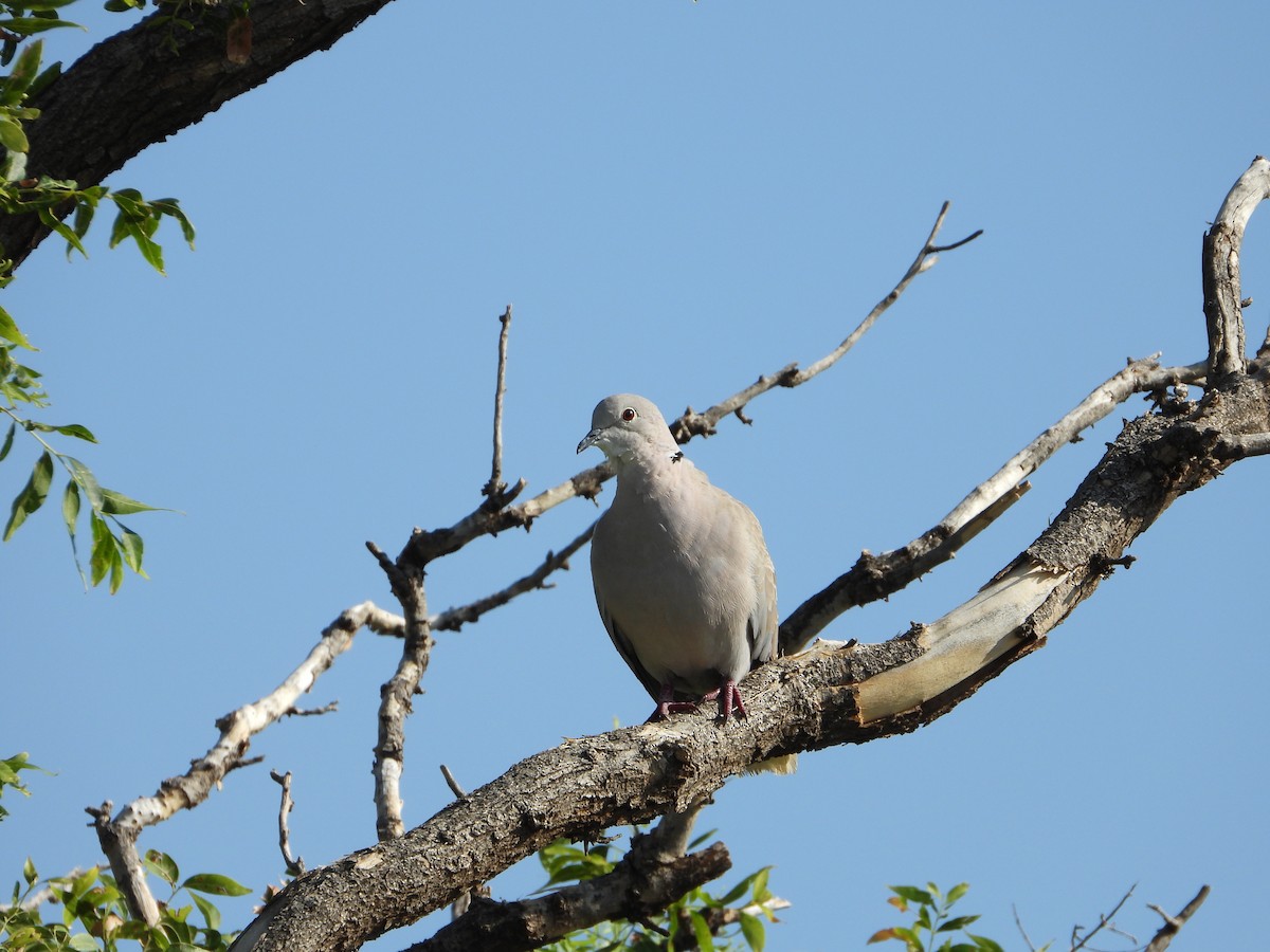 Буулгат хүүрзгэнэ - ML638642221