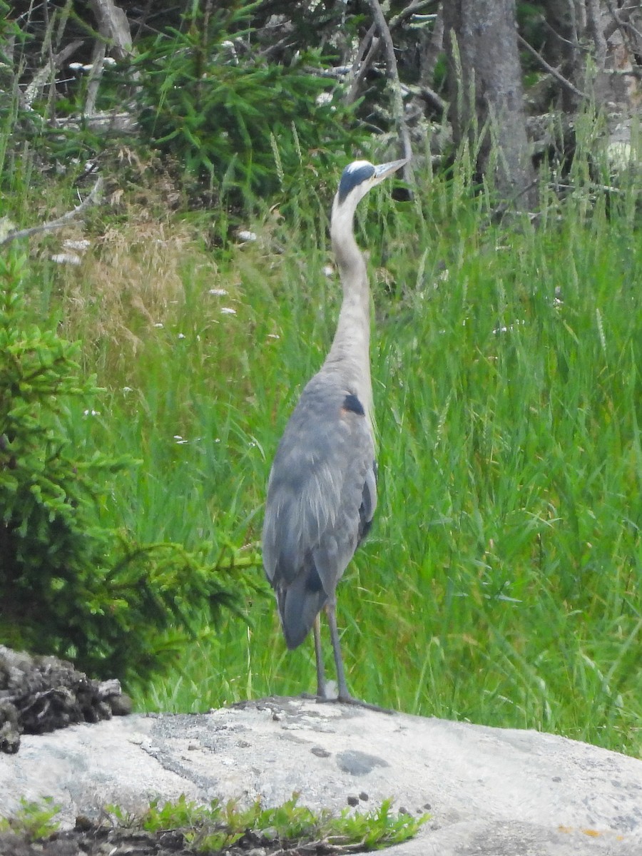 Great Blue Heron - ML638642222