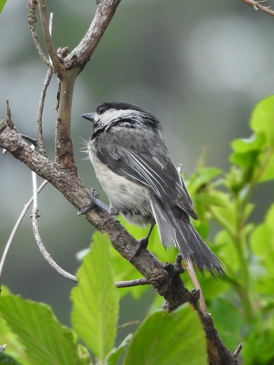 Black-capped Chickadee - ML638642224