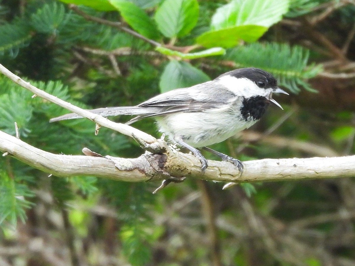 Black-capped Chickadee - ML638642225