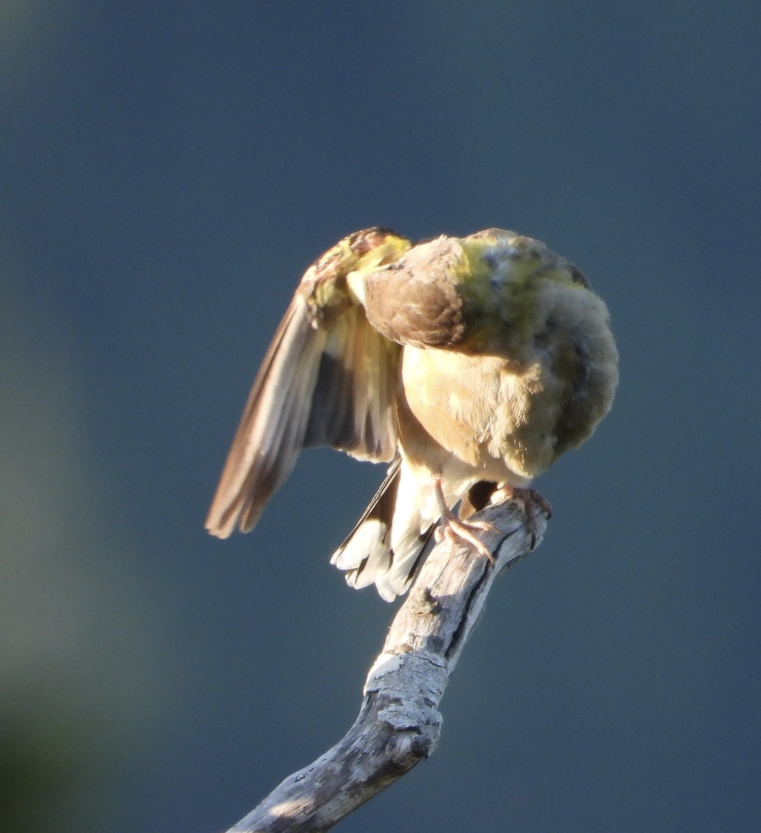 Evening Grosbeak (type 1) - ML638642325