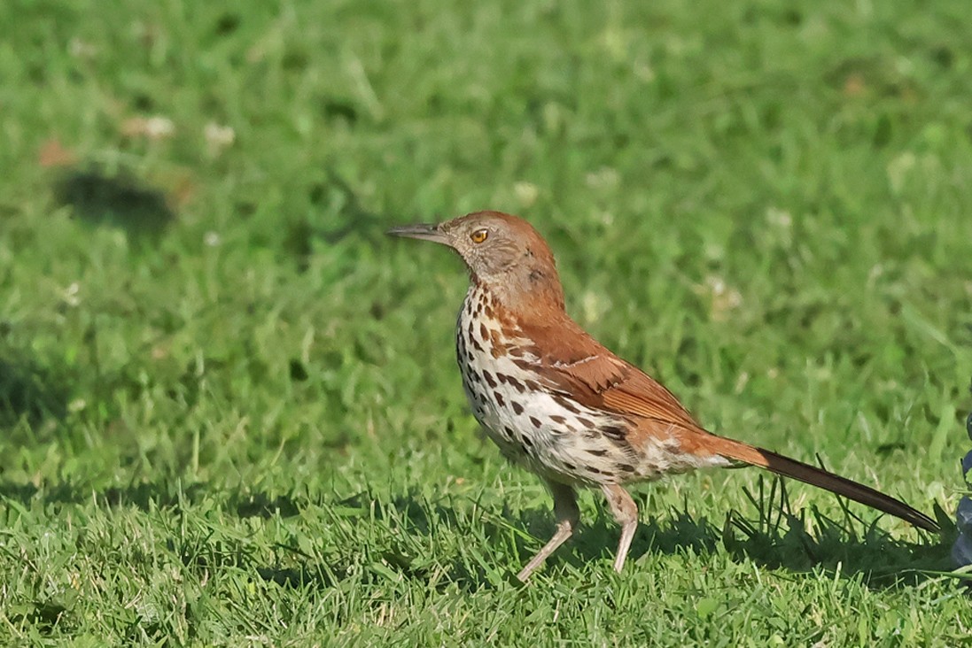 brunspottefugl - ML638642338