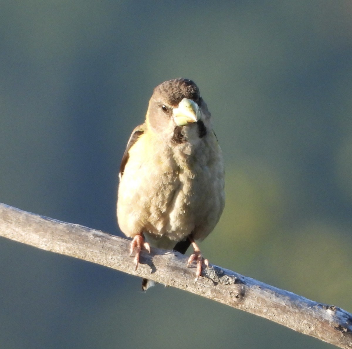 Evening Grosbeak (type 1) - ML638642350