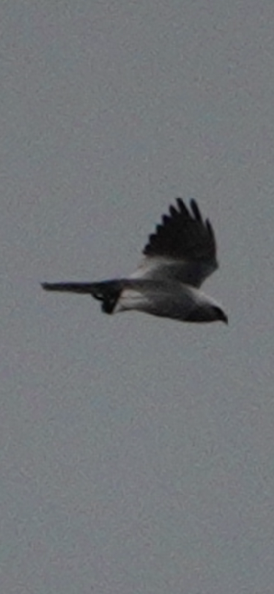 Mississippi Kite - ML638642388
