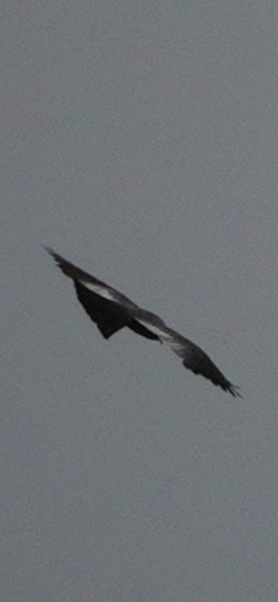Mississippi Kite - ML638642389