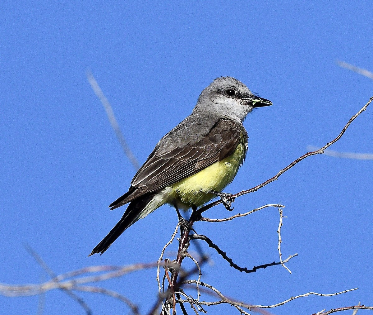 Schmalschnabel-Königstyrann - ML638642398