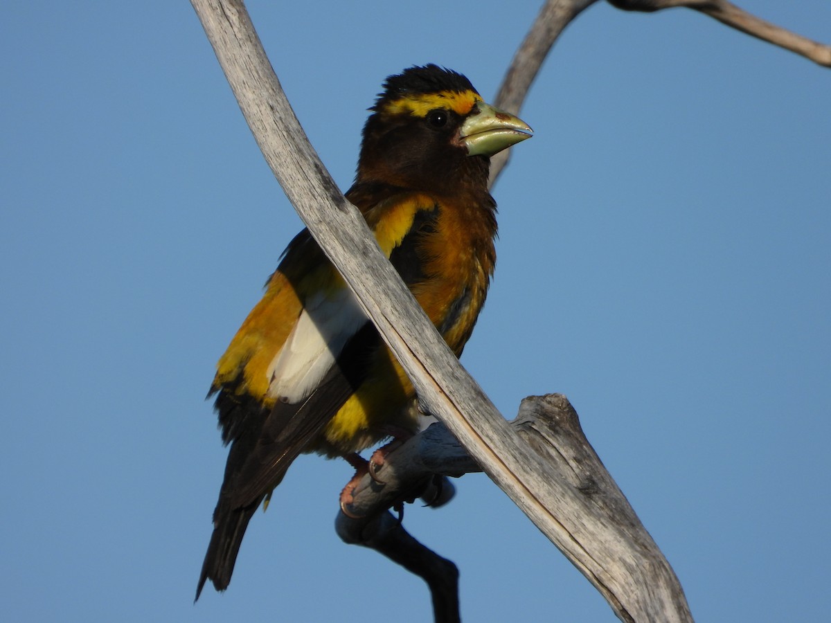 Evening Grosbeak (type 1) - ML638642428