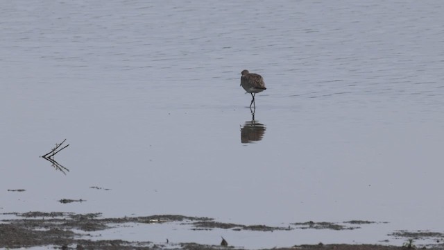 Willet - ML638642480