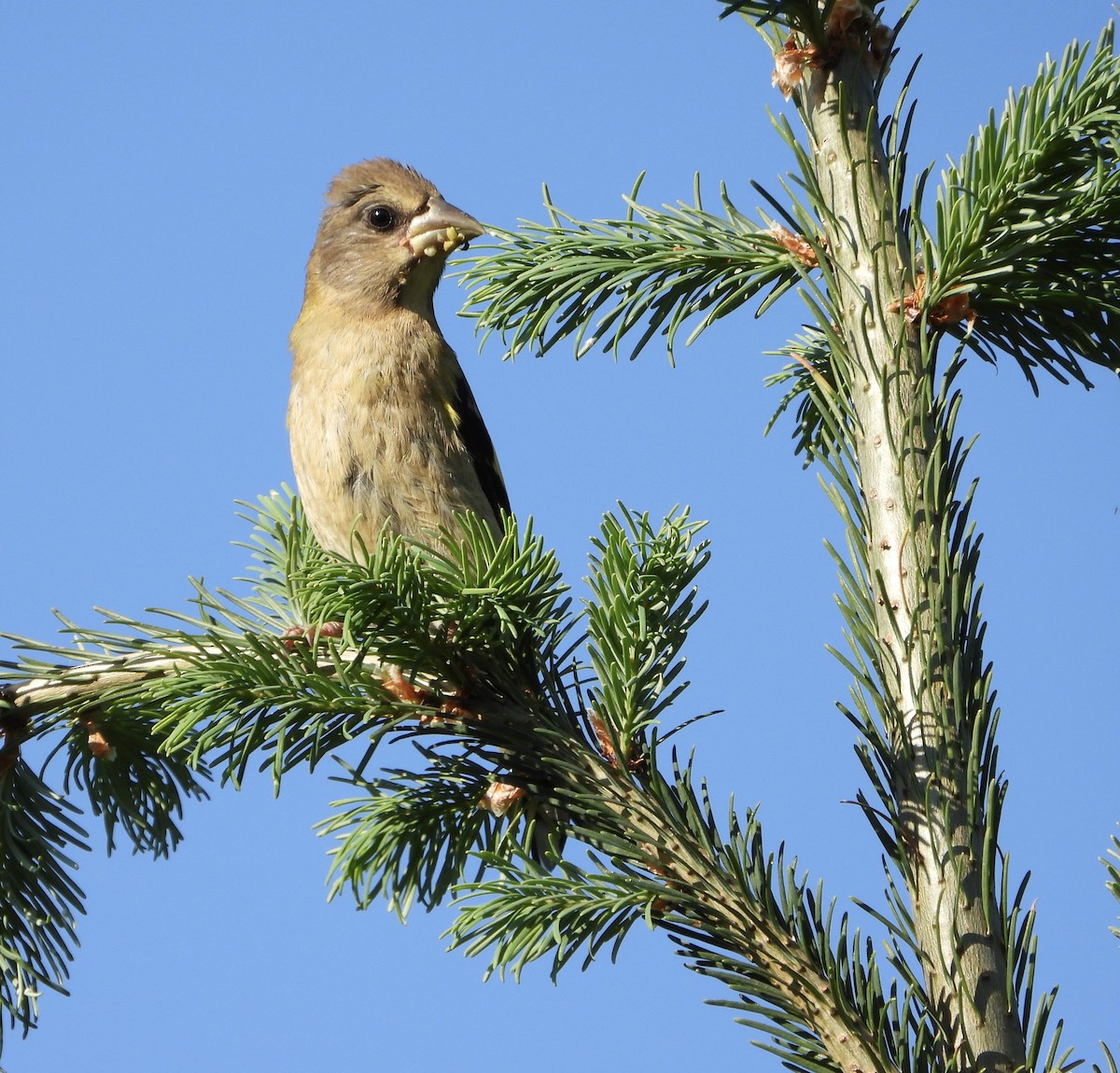 Evening Grosbeak (type 1) - ML638642493