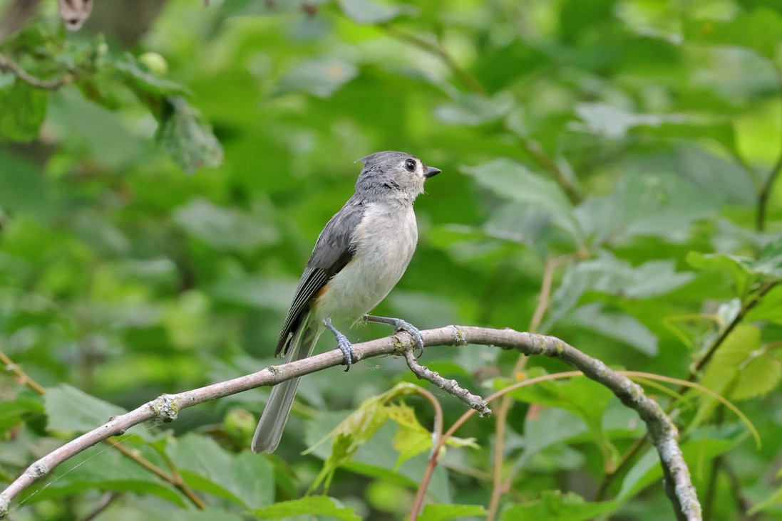 Tufted Titmouse - ML638642554