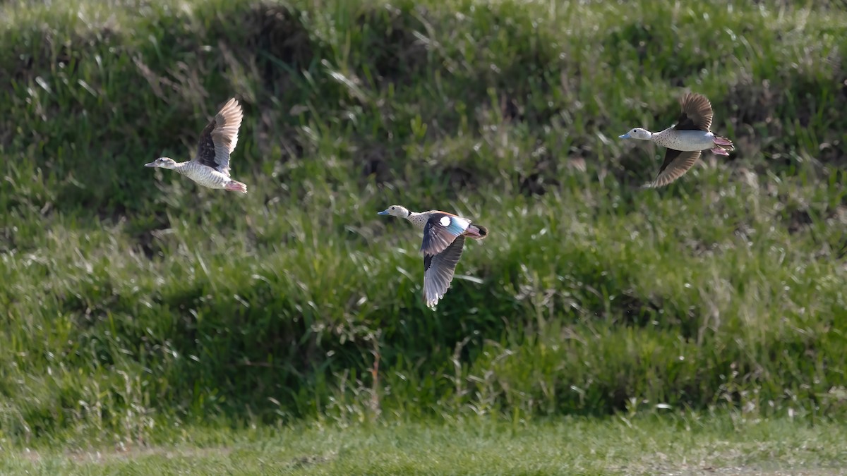 Ringed Teal - ML638642658