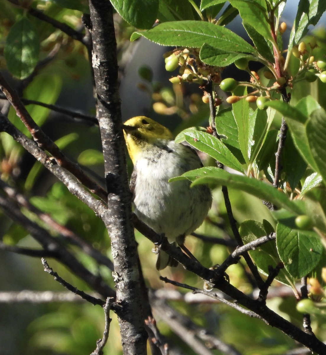 Paruline à tête jaune - ML638642716