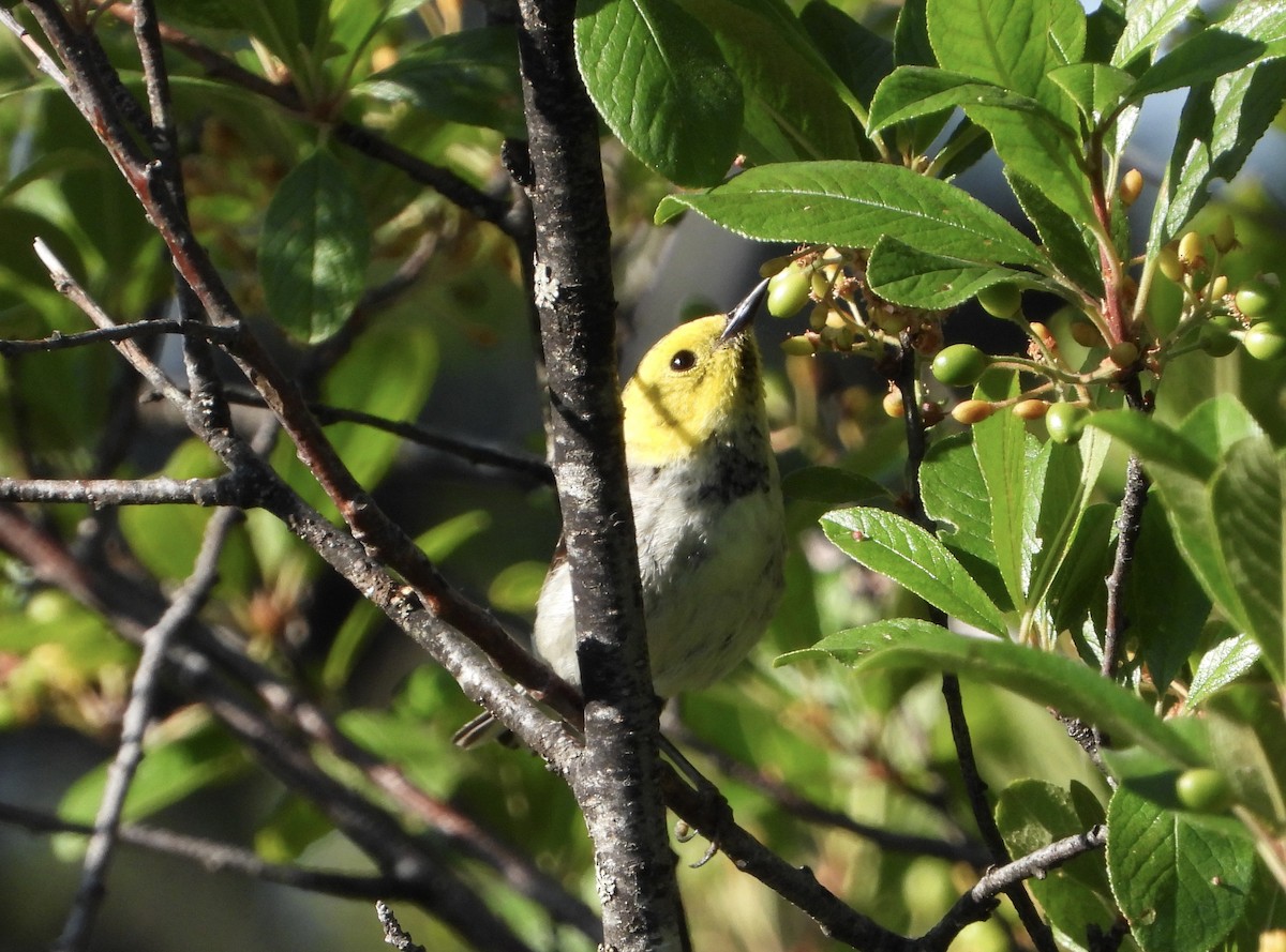 Paruline à tête jaune - ML638642733