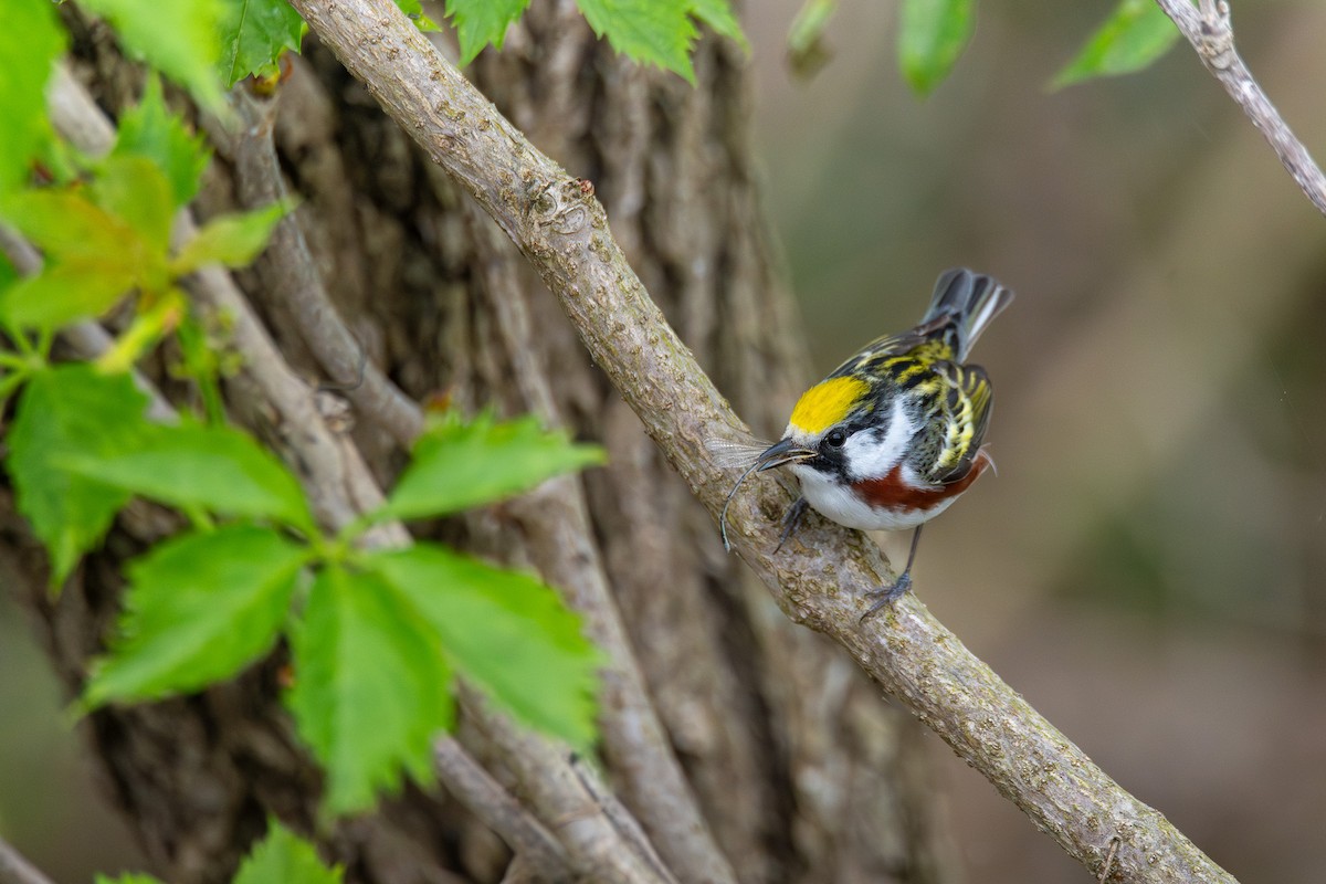 Chestnut-sided Warbler - ML638642742