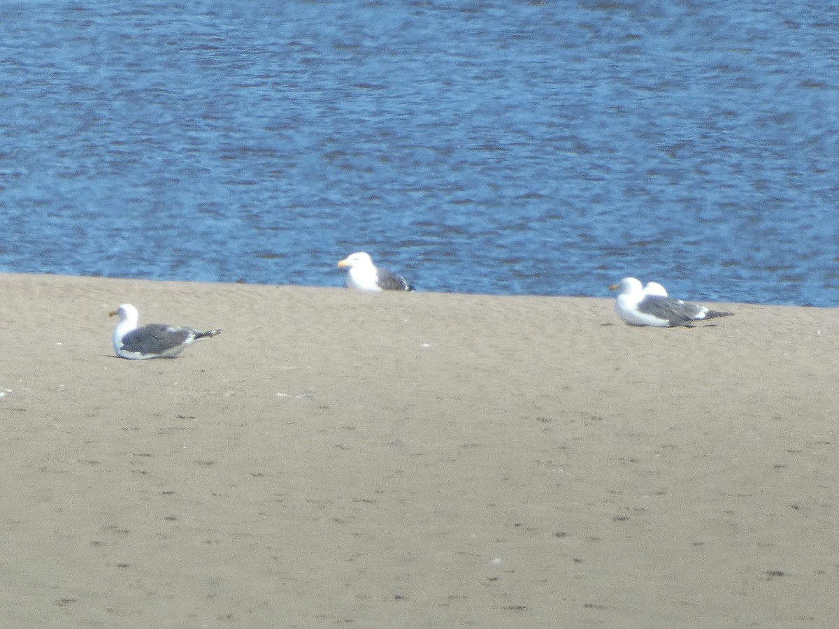 Lesser Black-backed Gull - ML638642750